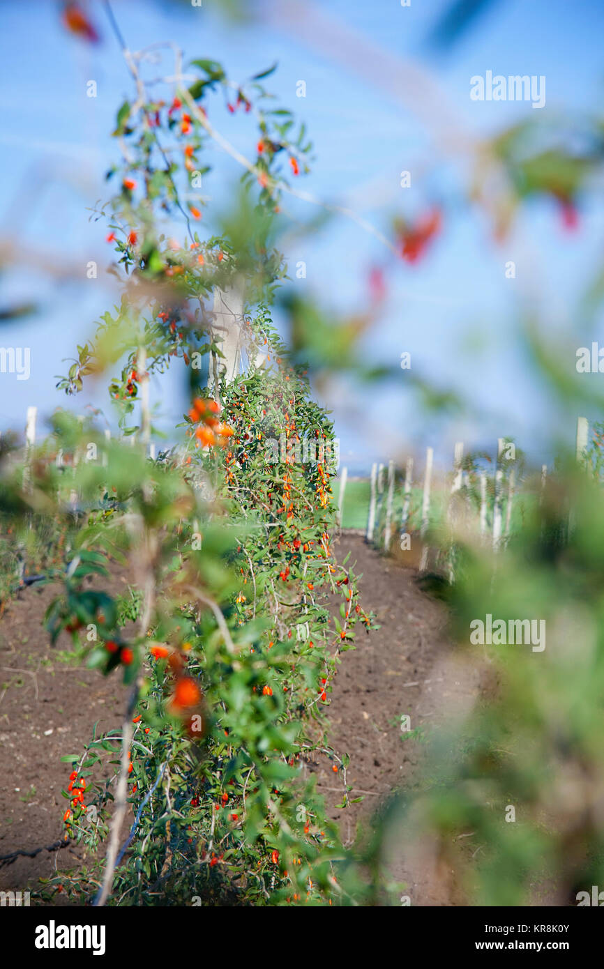 Wolf berry, Goji berry, Lycium barbarum, Mass of red berries growing outdoor on the bush. Stock Photo