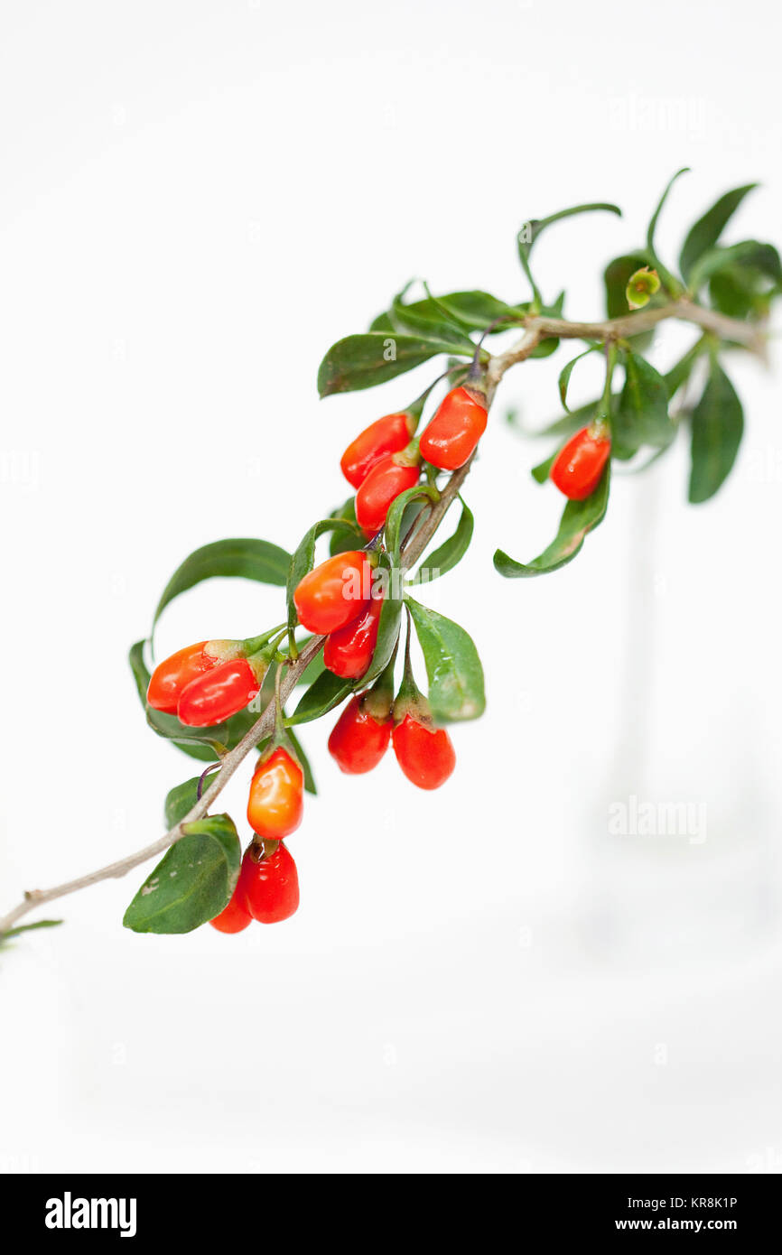 Wolf berry, Goji berry, Lycium barbarum,  Studio shot of red berries. Stock Photo