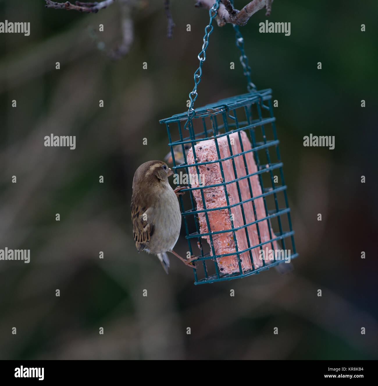 House Sparrow Passer domesticus single adult female on bird feeder in winter British Isles Stock Photo