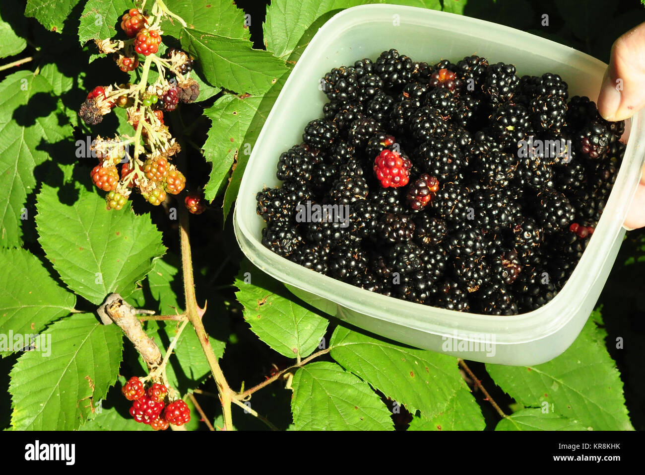 blackberries gather in the forest Stock Photo