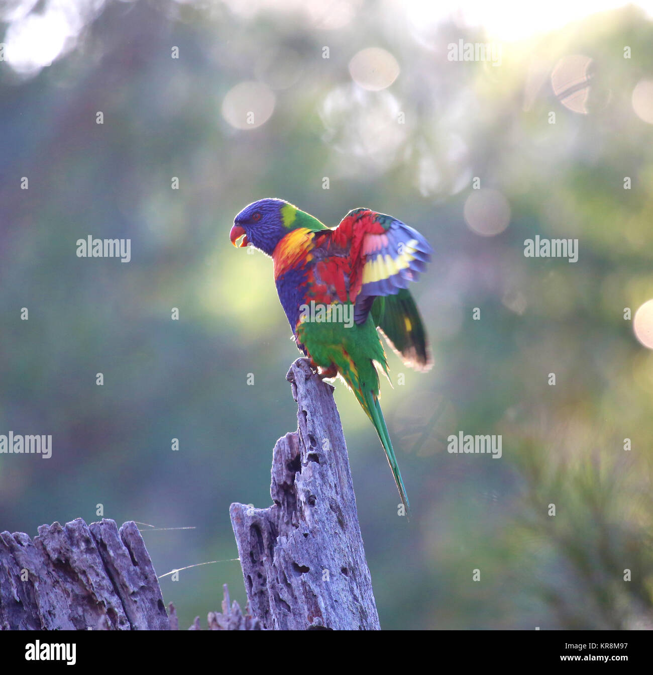 A Rainbow Lorikeet (Trichoglossus moluccanus) spreads its wings while sitting on top of a dead gum tree stump. Stock Photo