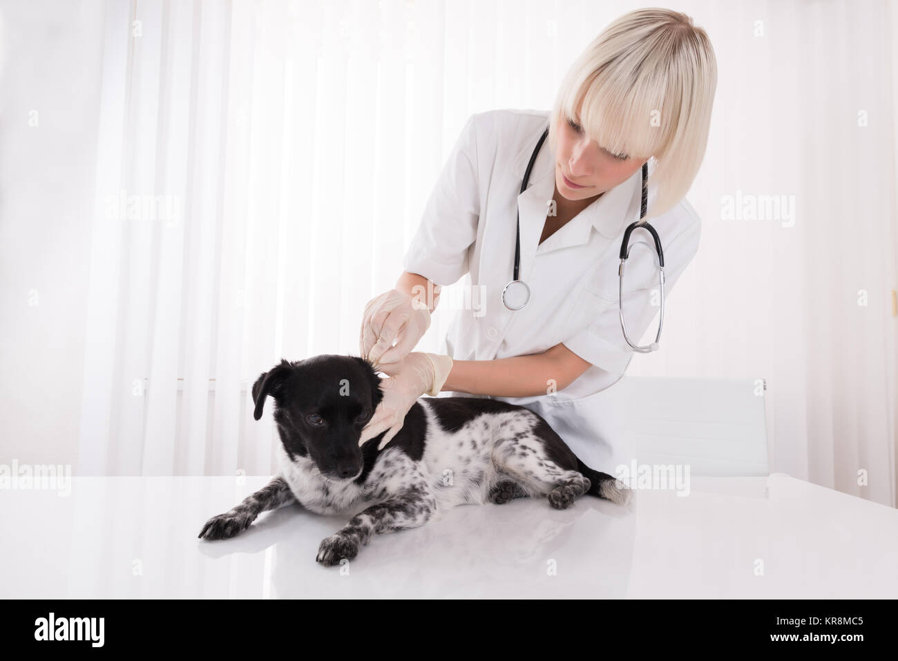 Female Vet Cleaning Dog's Ear Stock Photo Alamy