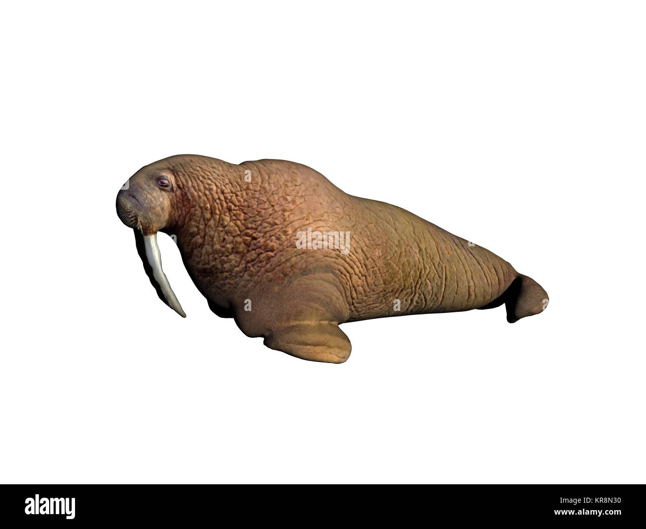 exempted walrus with powerful tusks Stock Photo