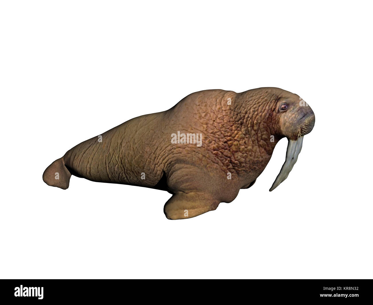 exempted walrus with powerful tusks Stock Photo