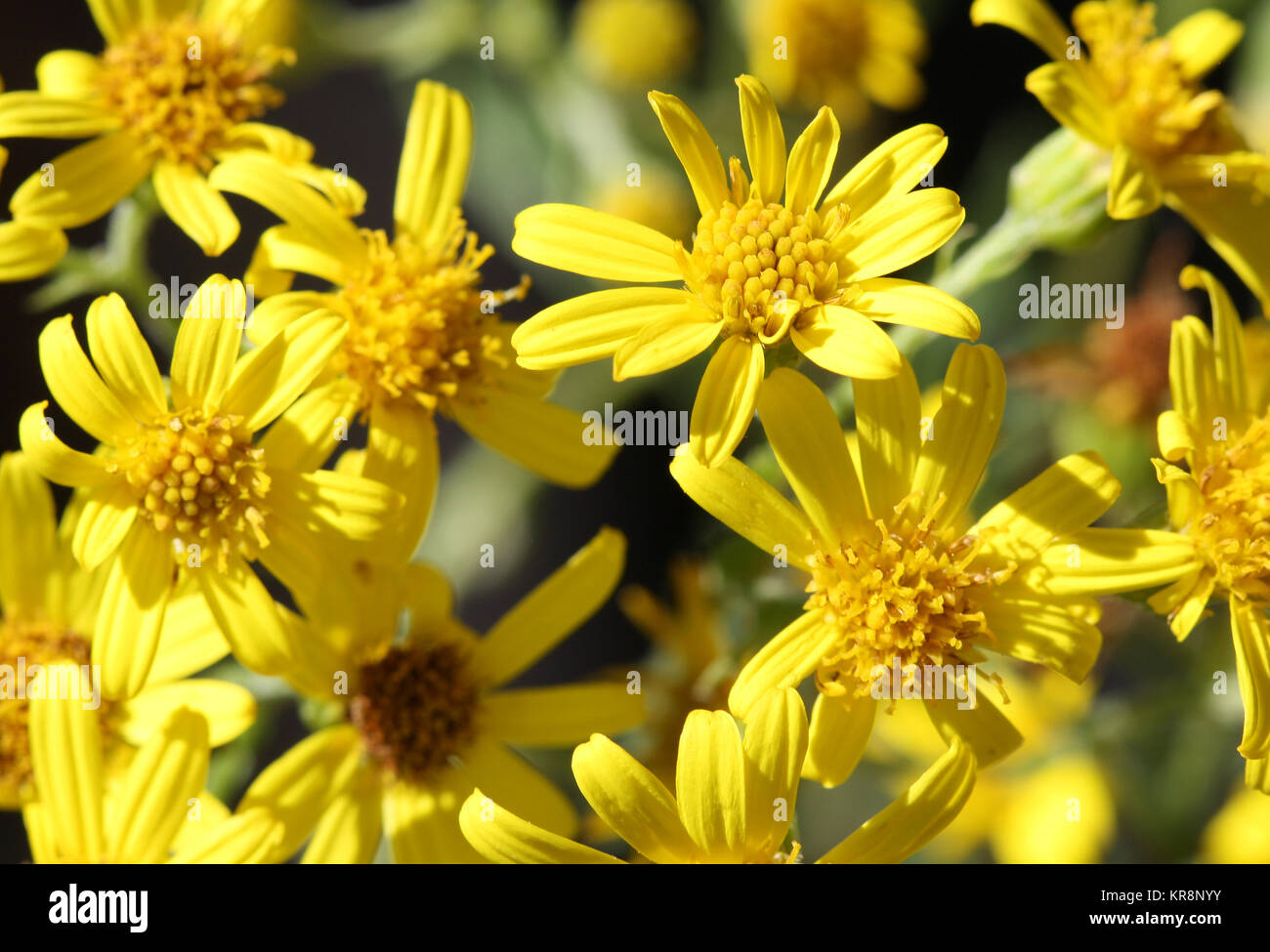 ragwort Stock Photo