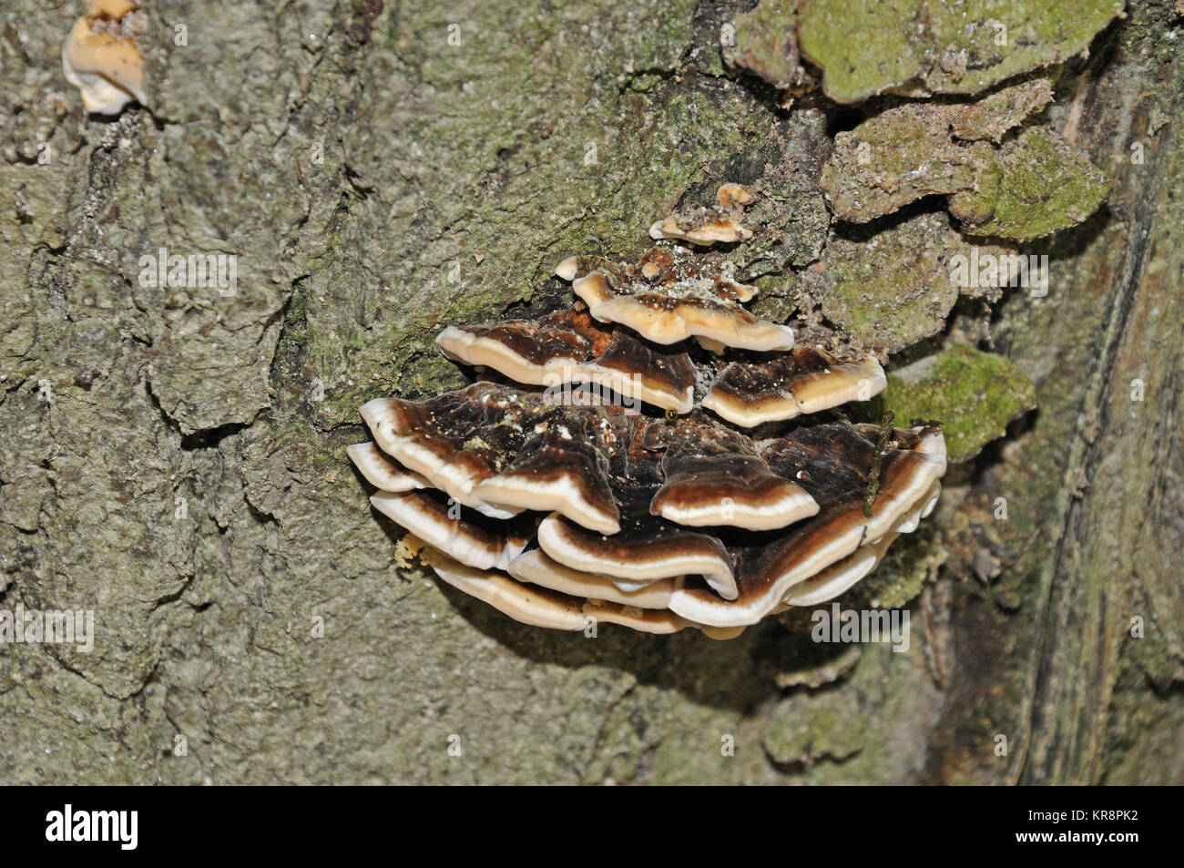bracket fungi growing on bark Stock Photo Alamy