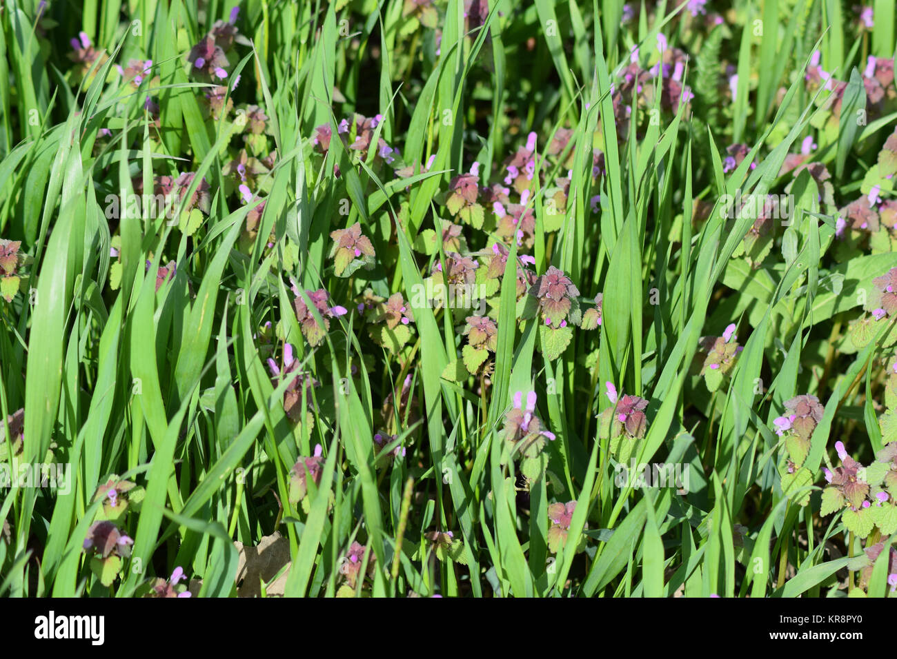Lamium purpureum blooming in the garden. Stock Photo