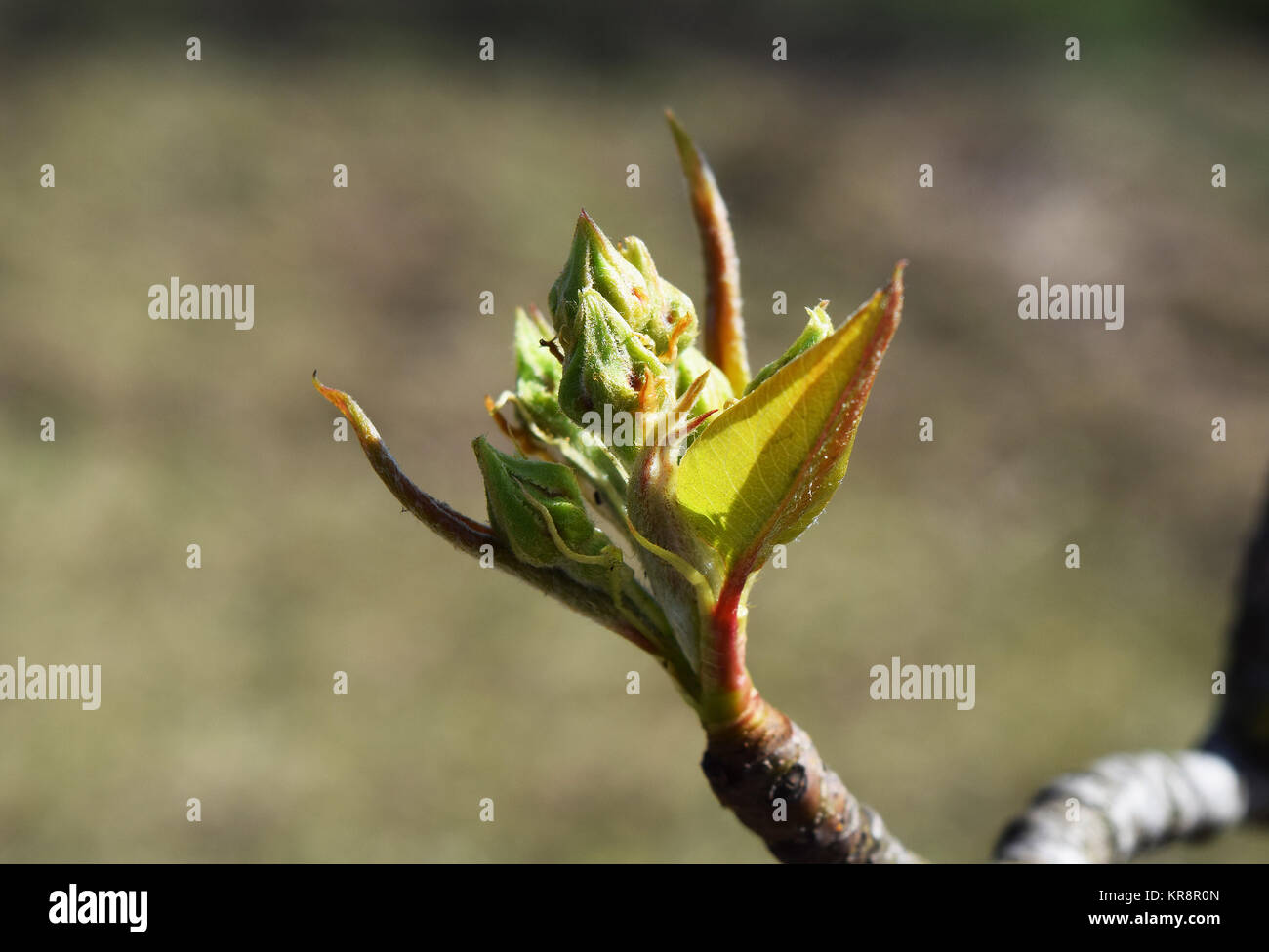 Dissolve kidney pears Stock Photo Alamy