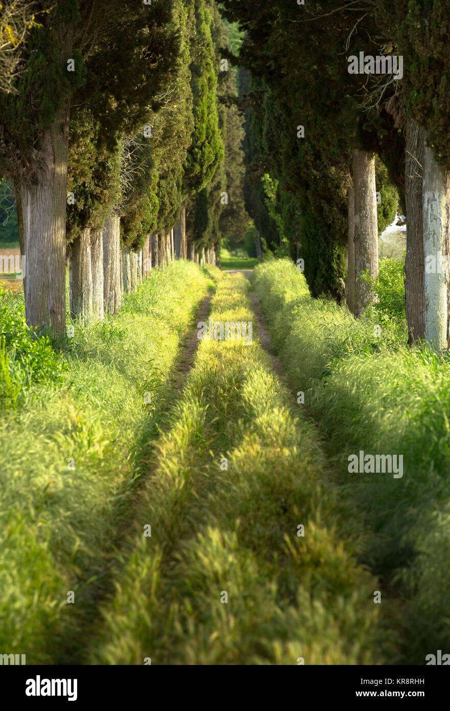 Tree lined footpath Stock Photo - Alamy