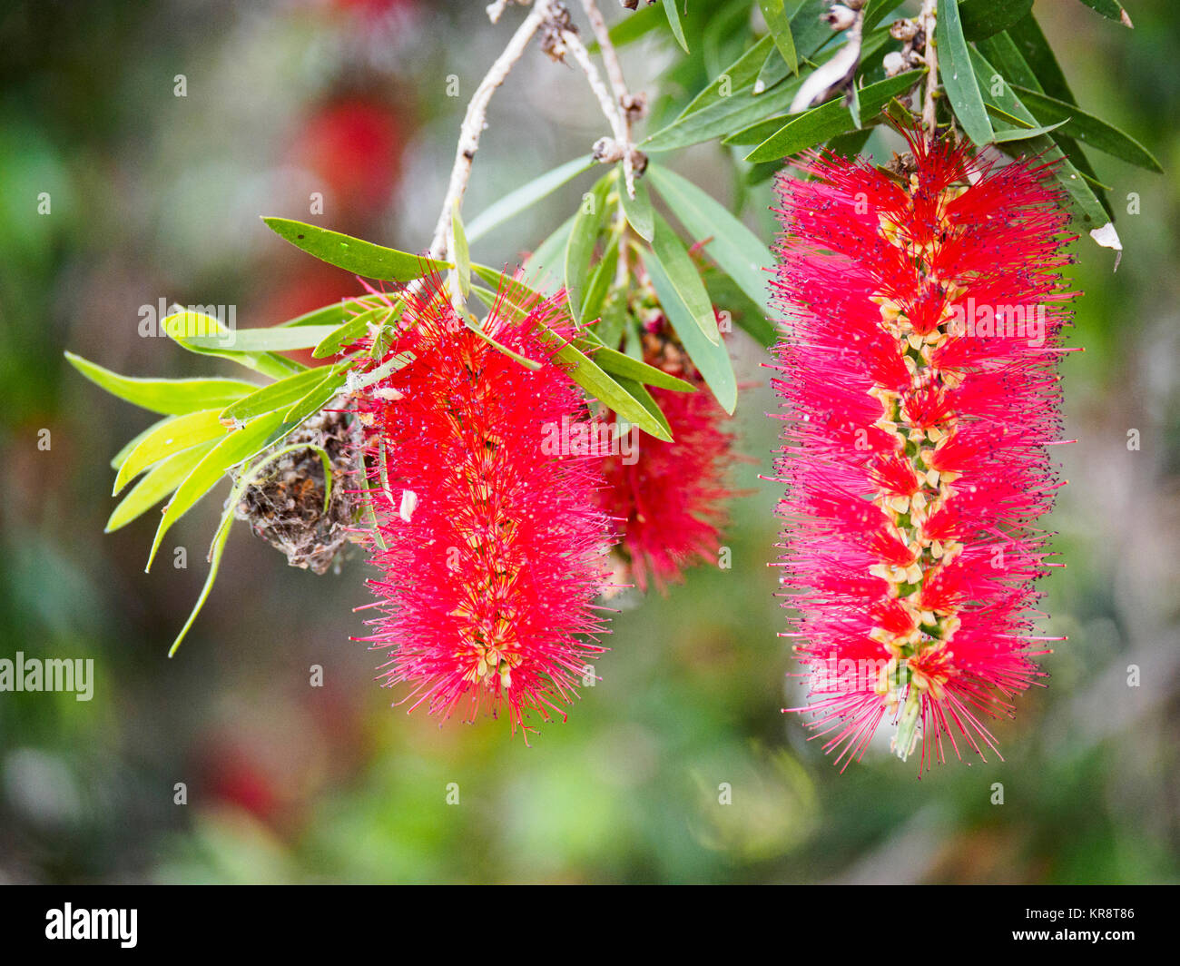 Australia, New South Wales, Red bottlebrushes hanging from twig Stock Photo