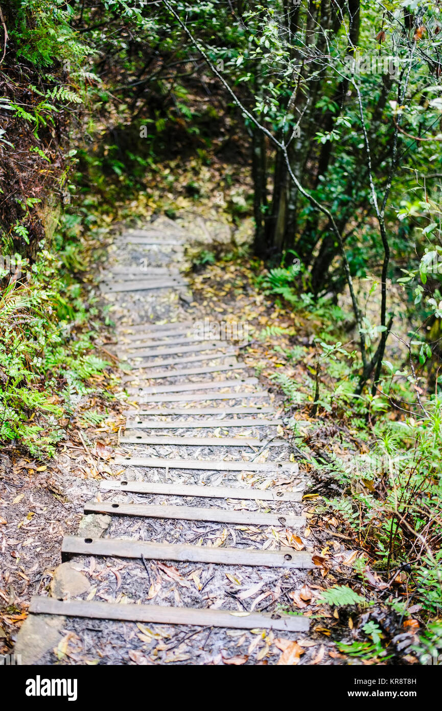 Steps on path across forest Stock Photo