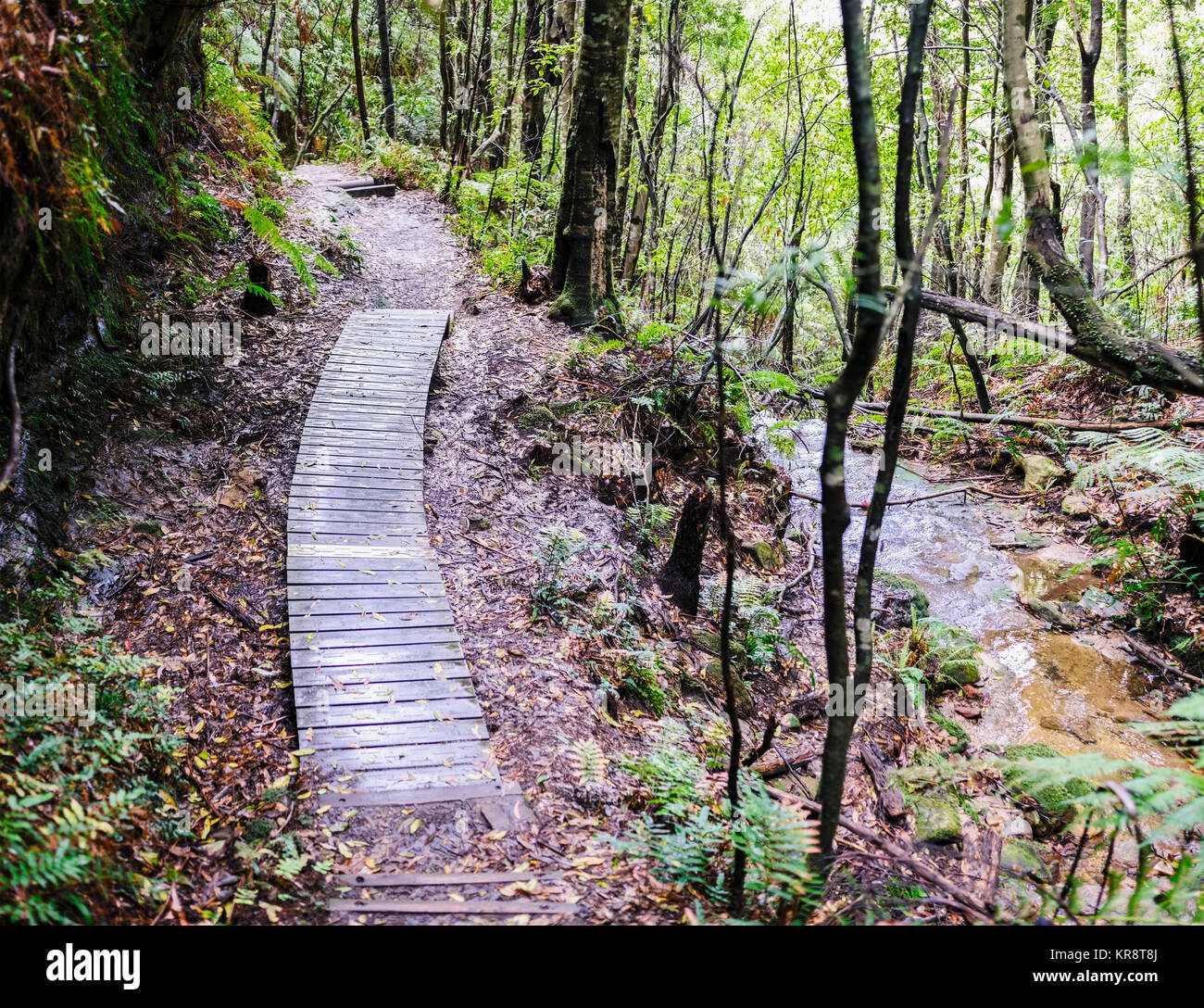 Wooden path across forest Stock Photo