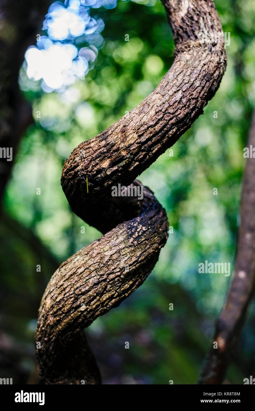 Curved tree trunk hires stock photography and images Alamy