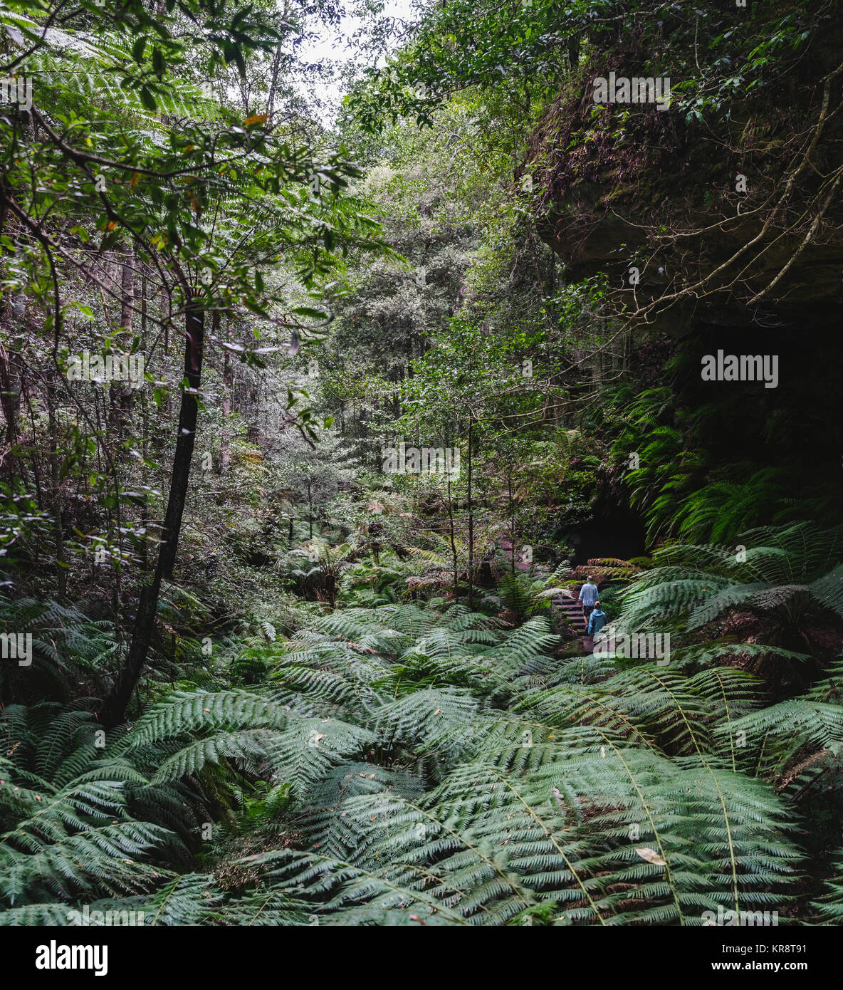 Hikers walking through forest Stock Photo