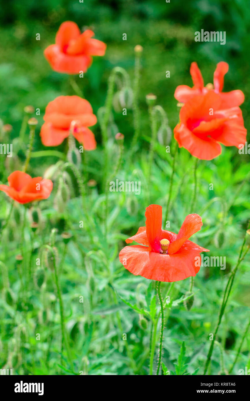Poppies in meadow hi-res stock photography and images - Alamy
