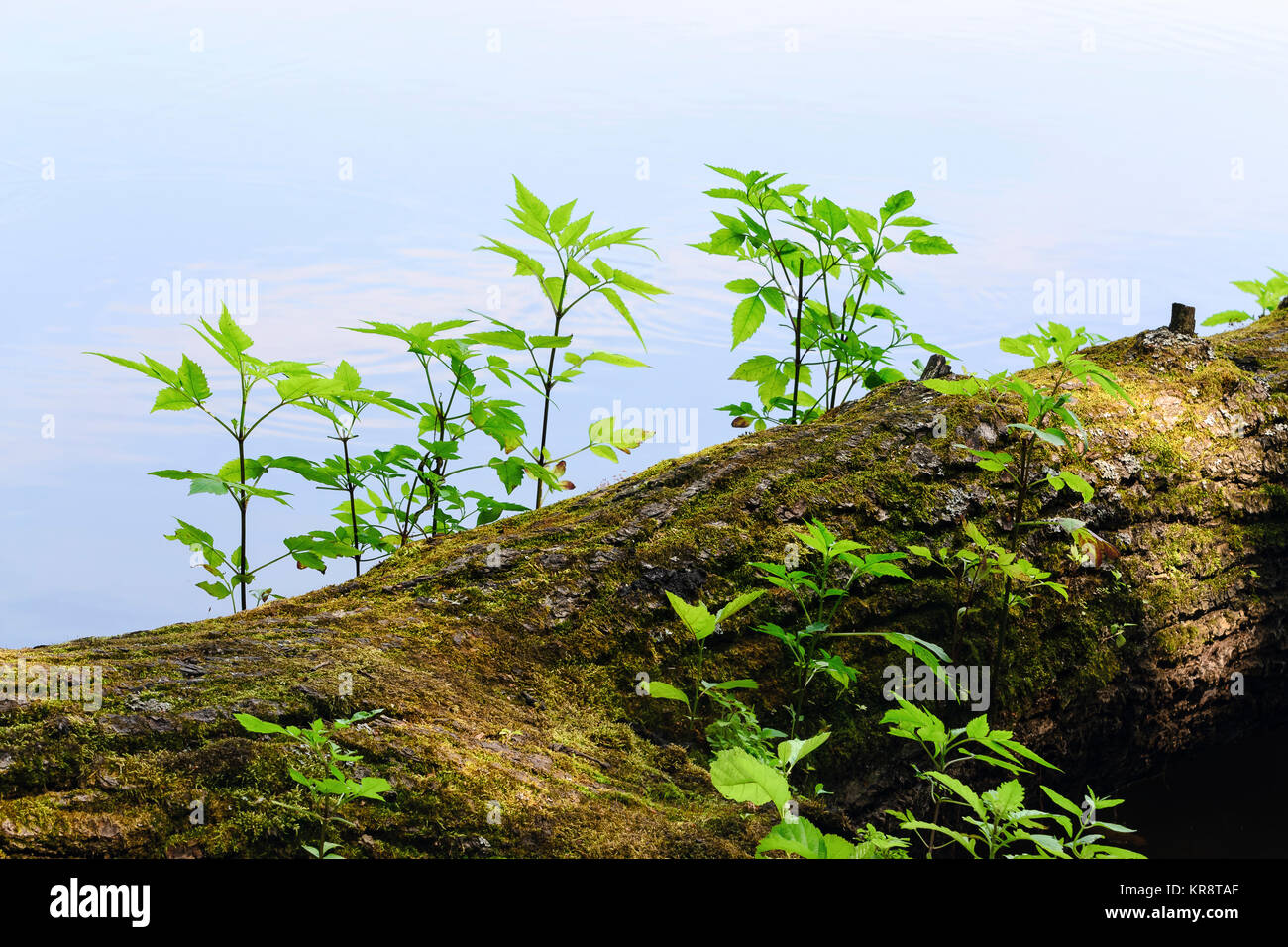 Young plants growing on tree trunk Stock Photo Alamy