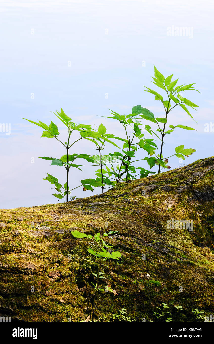 Young plants growing on tree trunk Stock Photo Alamy