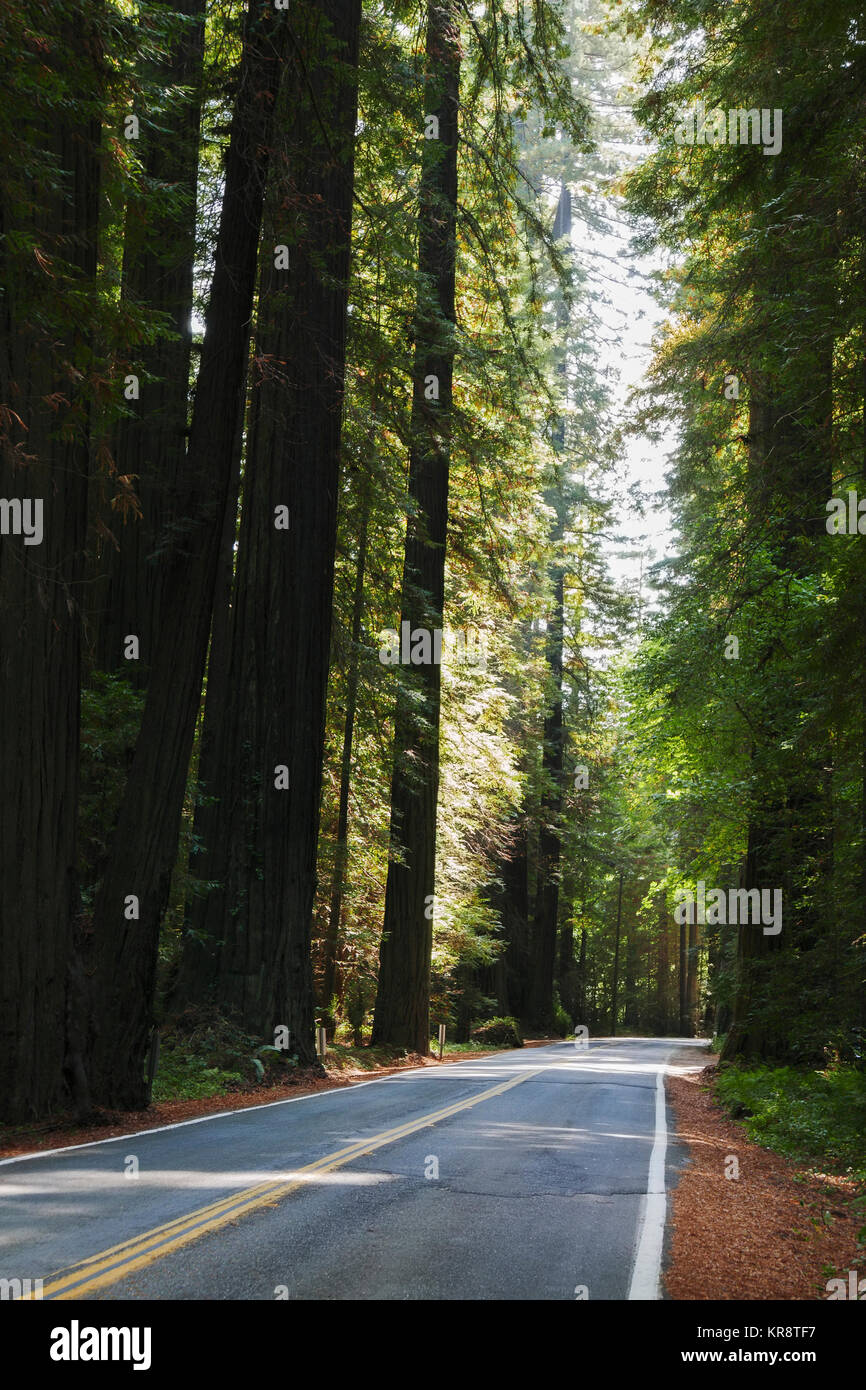 USA, California, Humboldt County, Empty road in Redwood forest Stock Photo