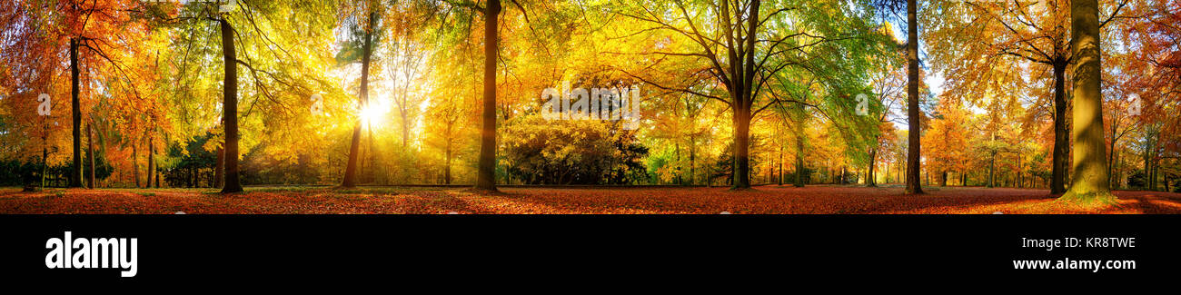 Extra wide panorama of a gorgeous forest in autumn, a scenic landscape with pleasant warm sunshine Stock Photo
