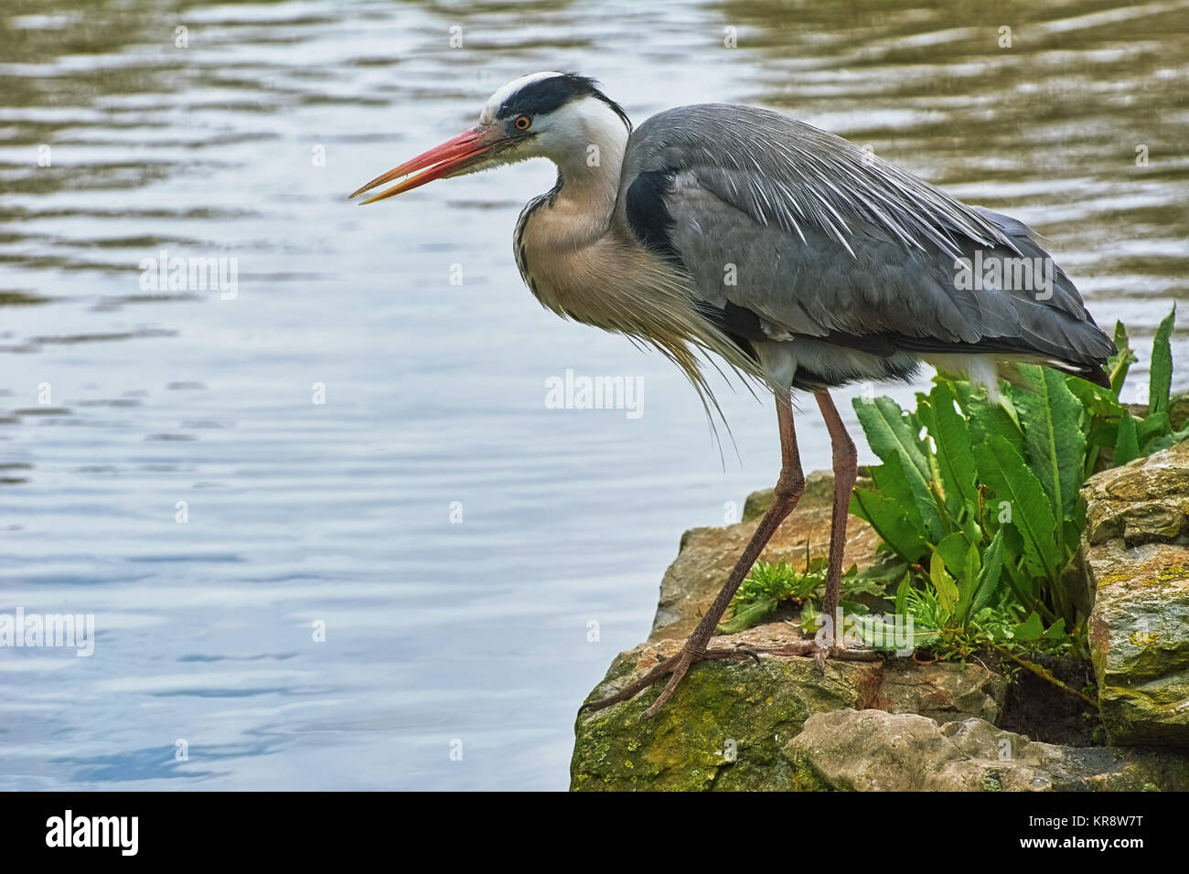 Heron on the Rock Stock Photo