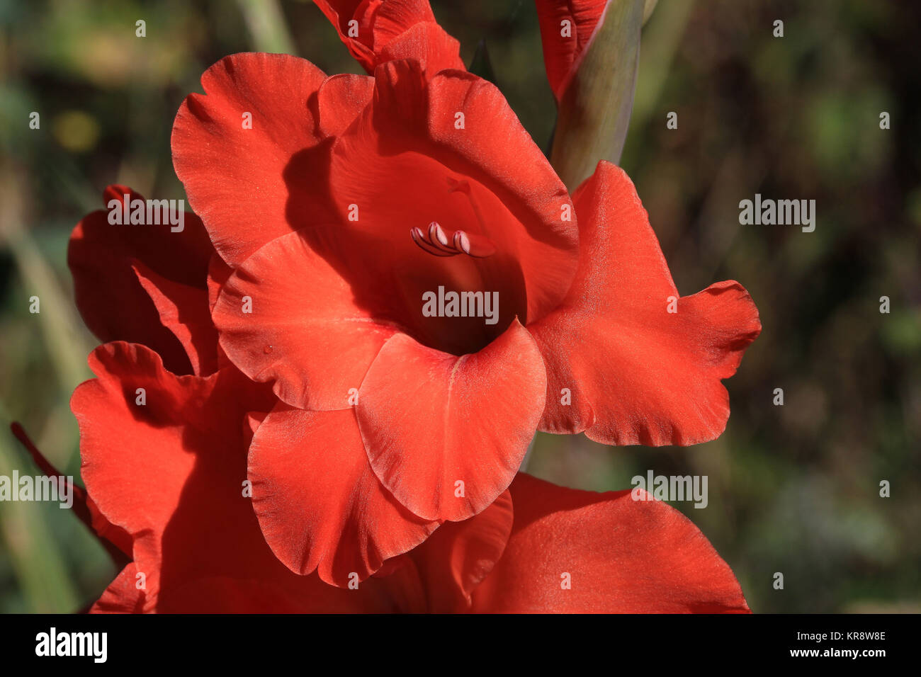 gladiolus,garden ornamental plant,pink flower Stock Photo