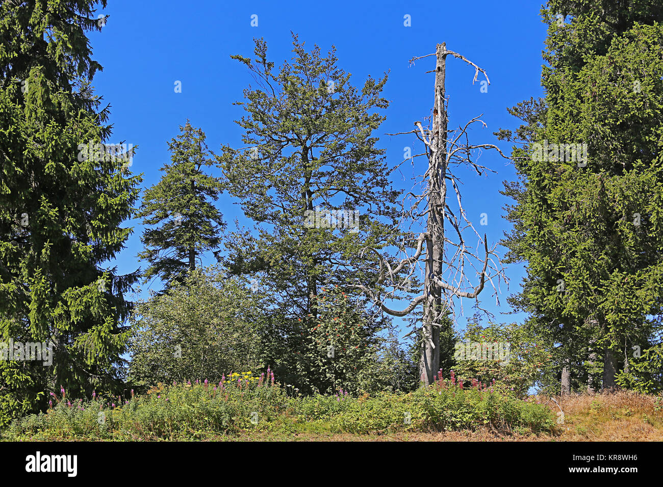 dead tree on the schauinsland Stock Photo