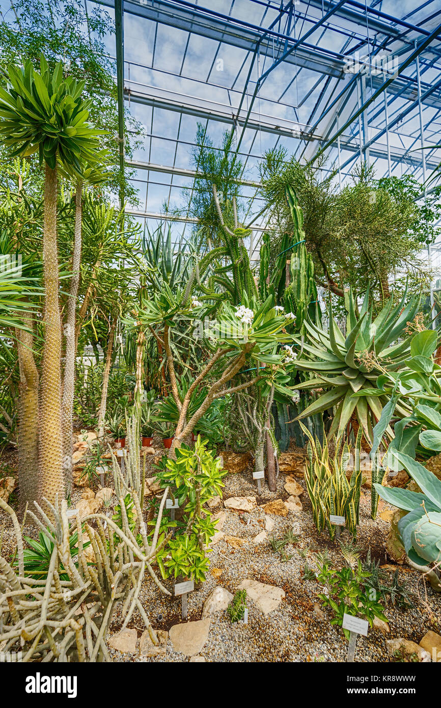 Palm trees in greenhouse Stock Photo - Alamy