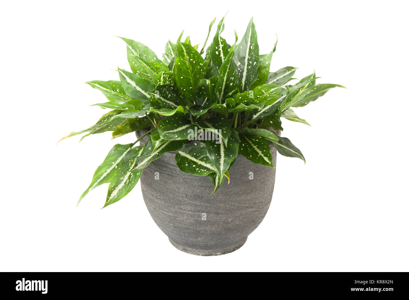 Dieffenbachia in flowerpot Stock Photo