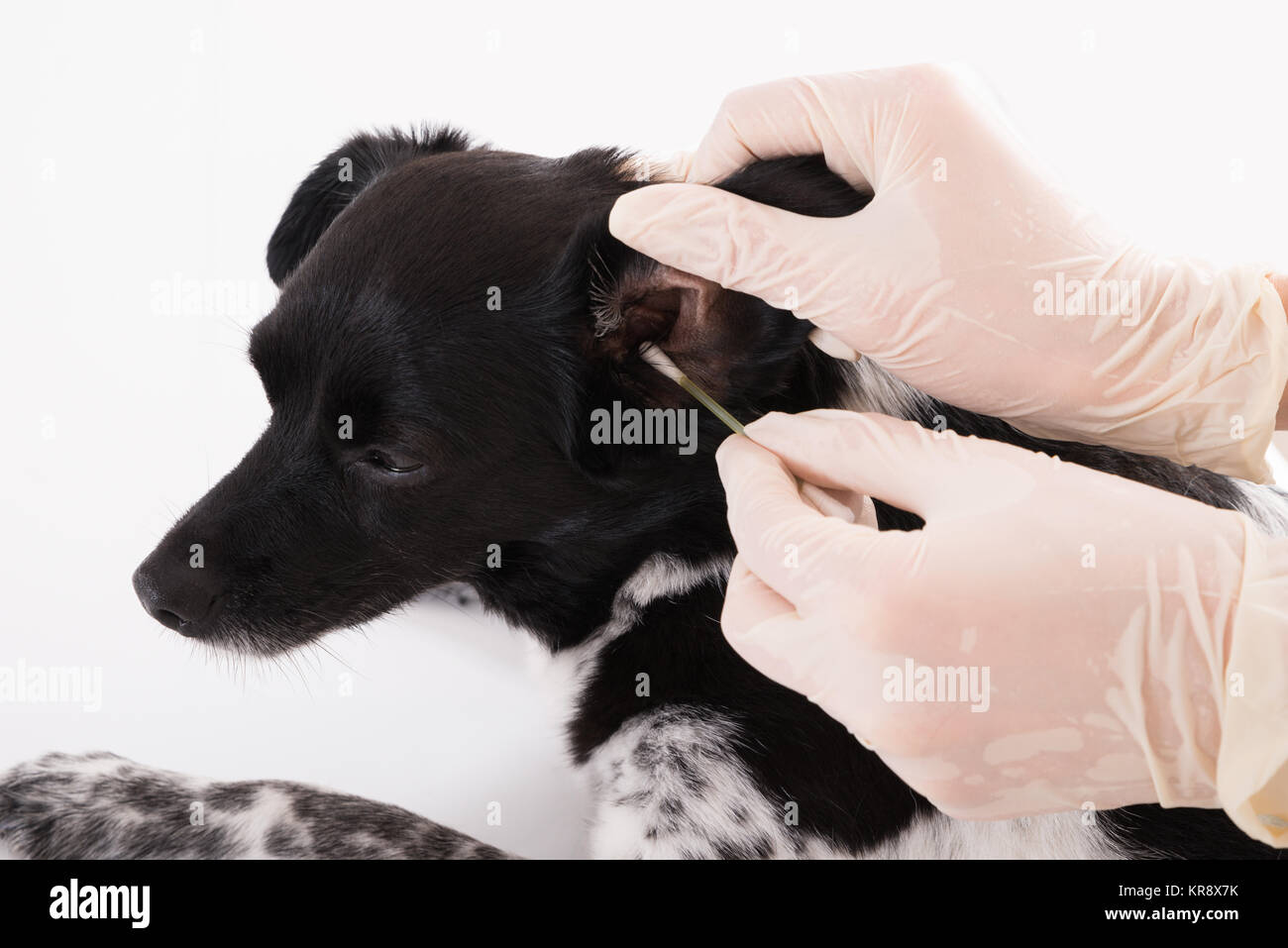 Vet Cleaning Dog's Ear Stock Photo Alamy