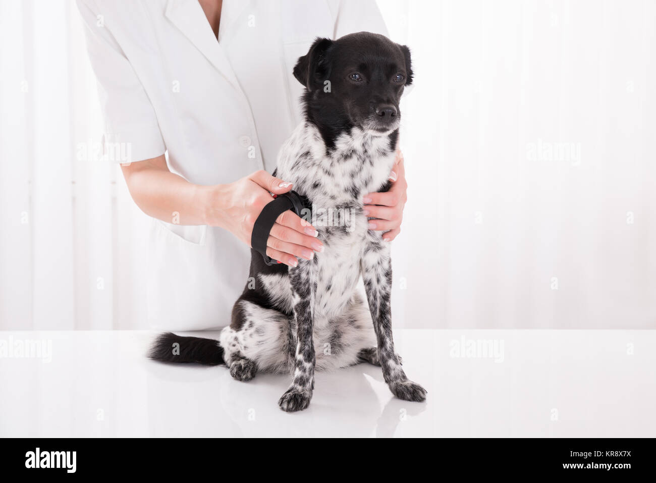 Vet Brushing Dog's Hair Stock Photo Alamy
