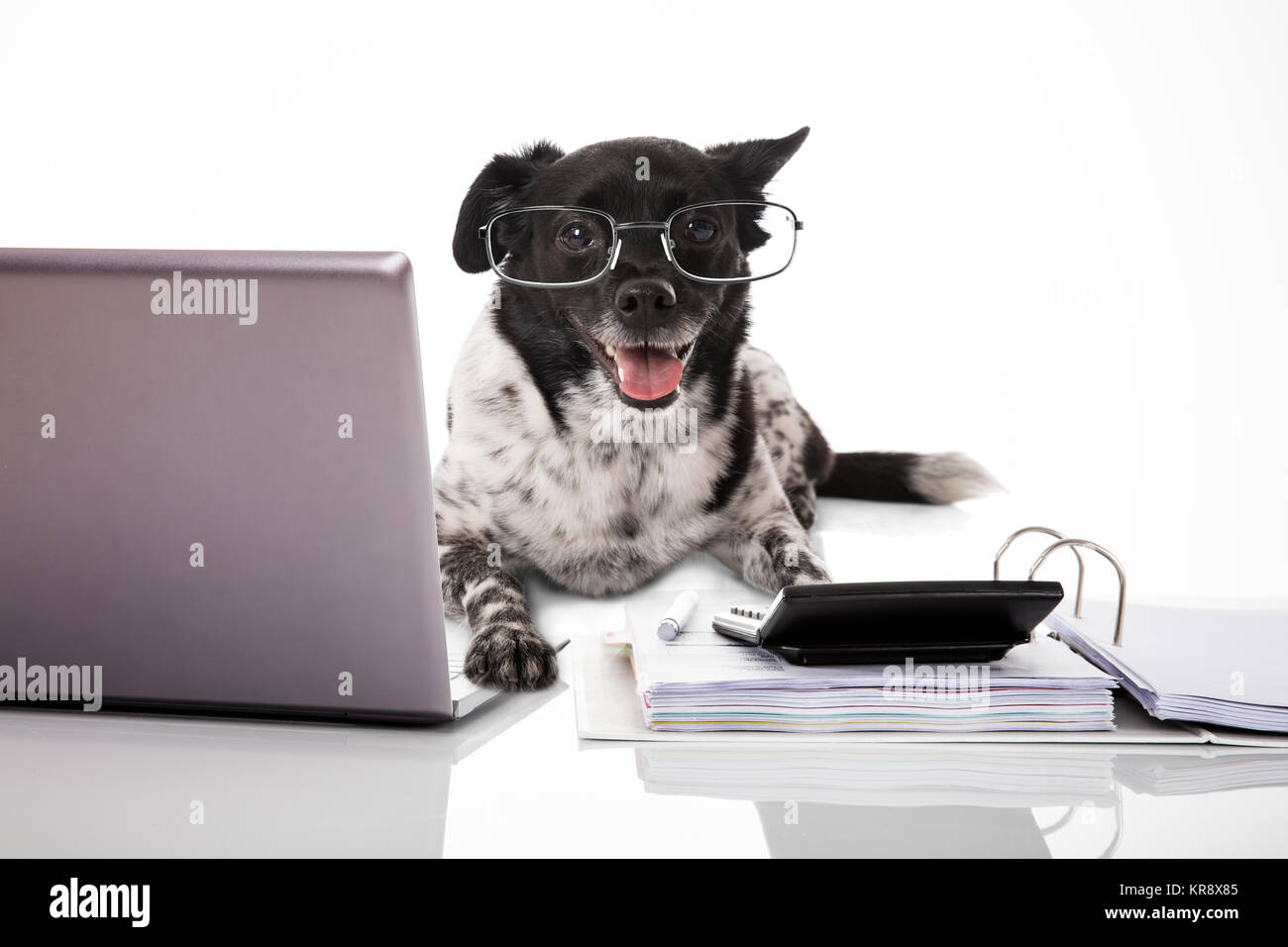 Dog Wearing Eyeglasses With Laptop And Calculator Stock Photo Alamy