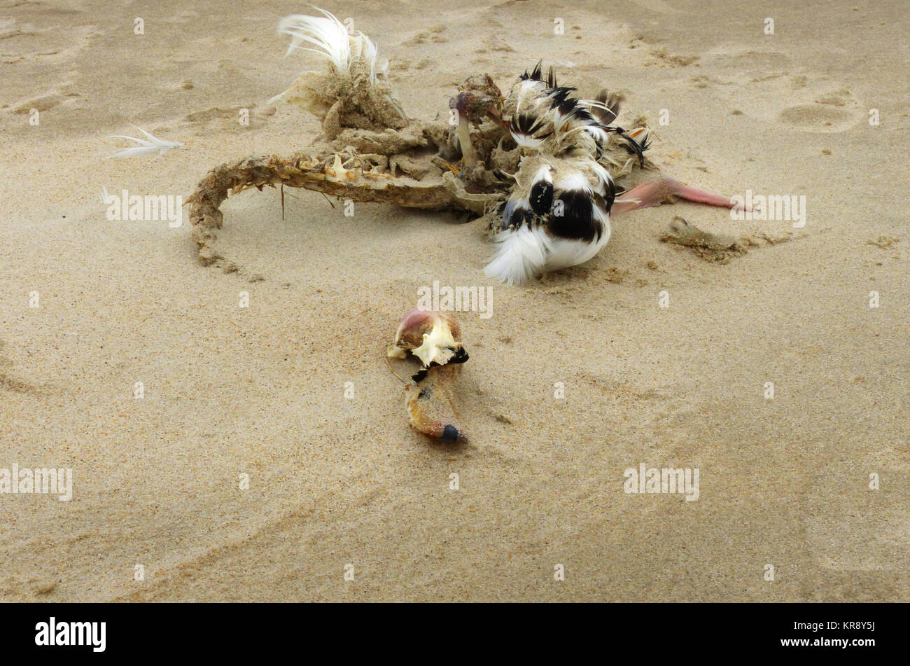cooking and corpse of a bird on the beach Stock Photo