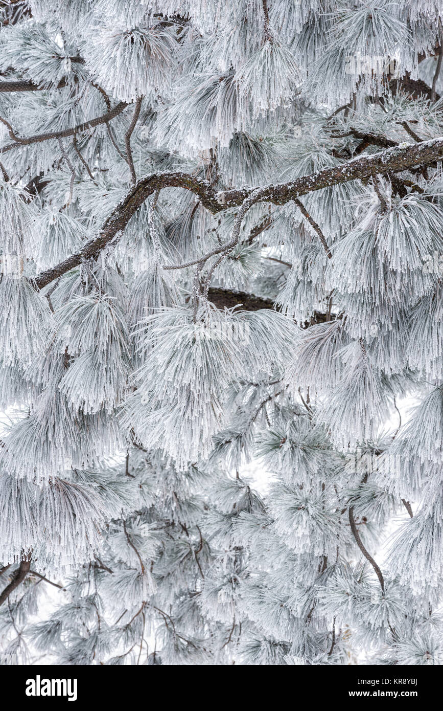 Ponderosa Pine with frost covered needles, Wallowa Valley, Oregon. Stock Photo