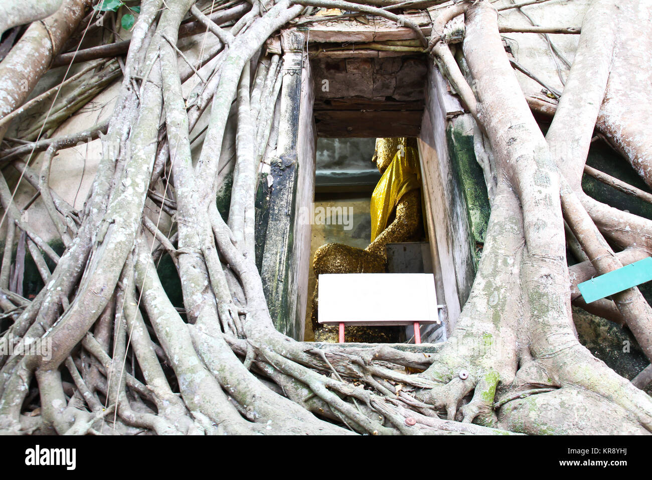 Root of the tree absorbing the ruins Wat Bang Kung Within the temple,Temple in Thailand Stock Photo