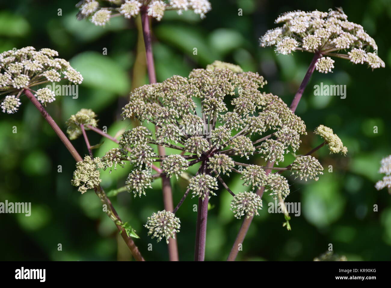 Wayside weeds hi-res stock photography and images - Alamy