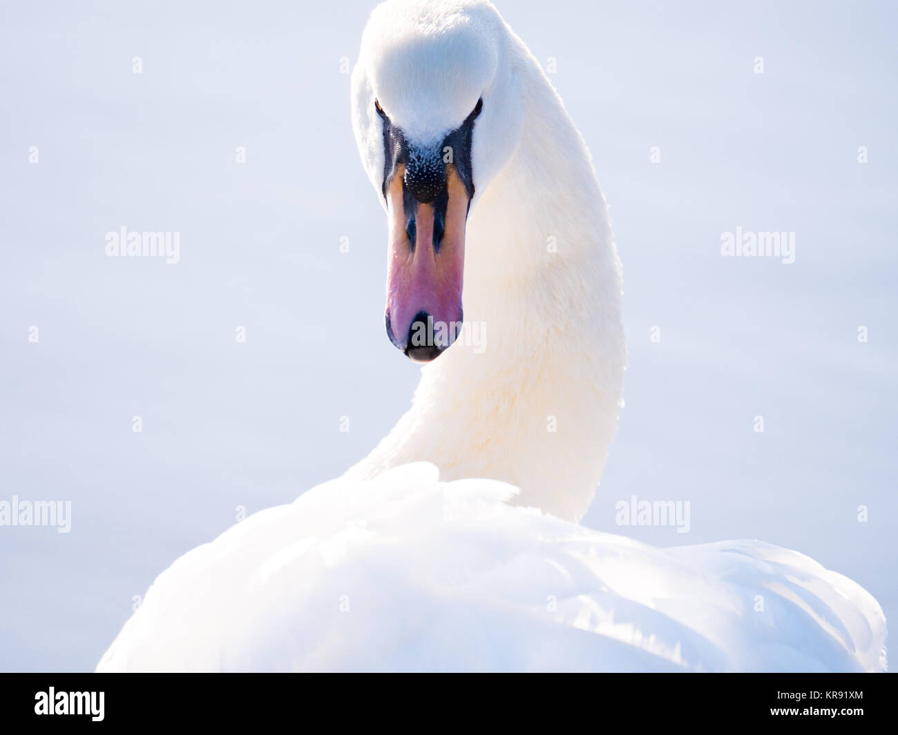 A Mute Swan (Cygnus olor) swimming in low evening light on Fairhaven lake in Lytham St Annes, Lancashire Stock Photo
