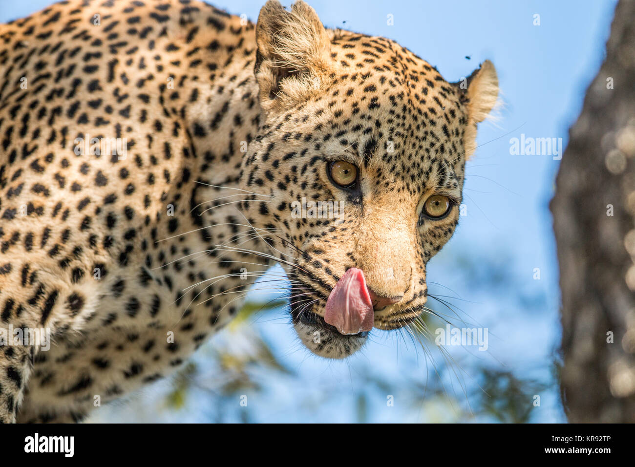 A Leopard licking himself in the Kruger. Stock Photo