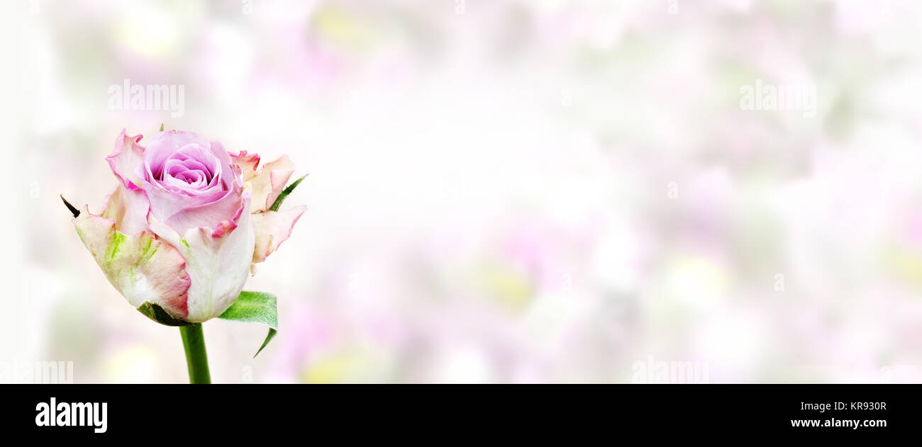 roses for congratulations Stock Photo Alamy