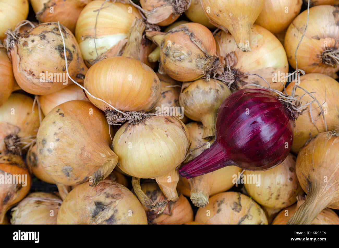 Onion garden vegetable Stock Photo Alamy