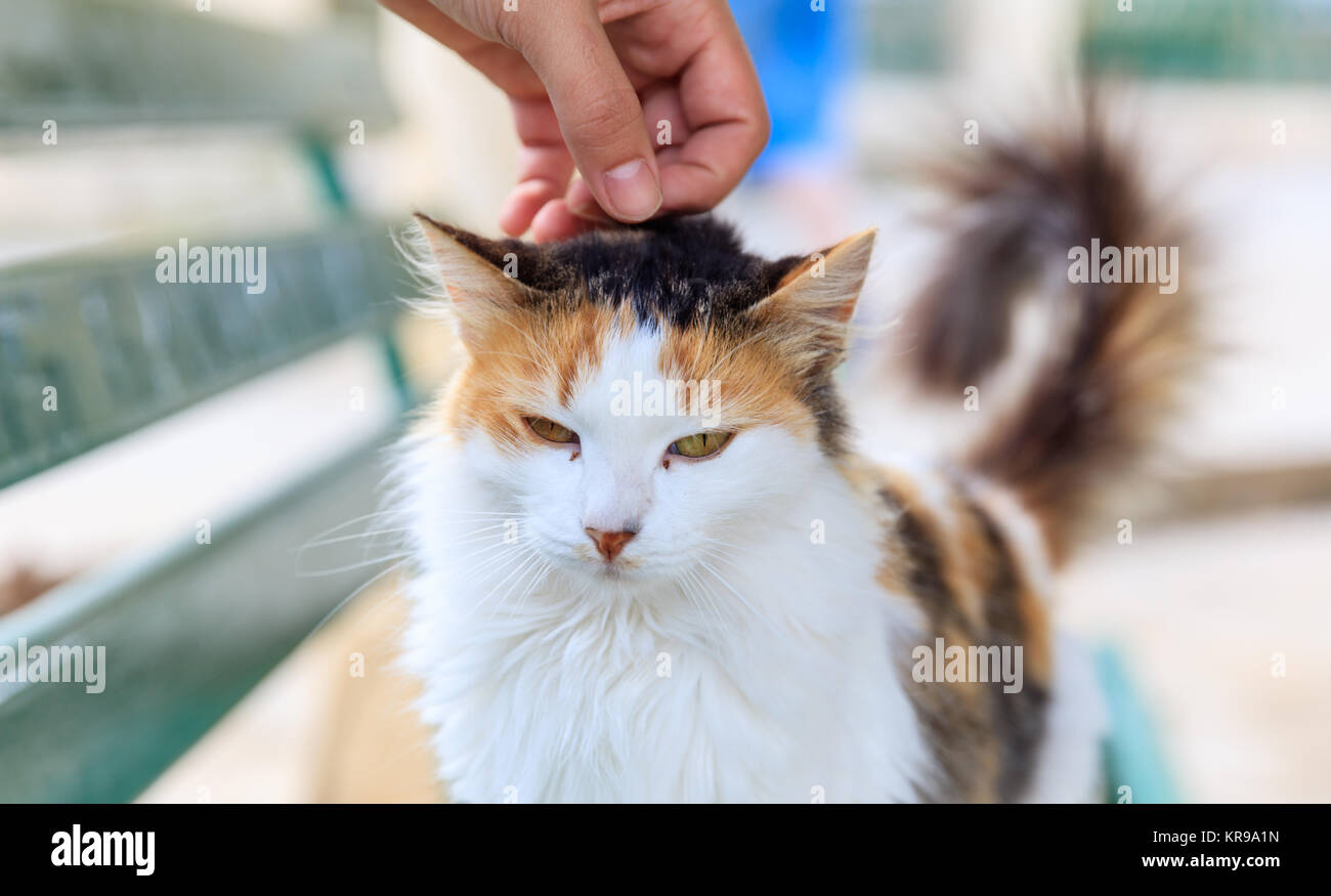 Hand caressing a calico cat. Blurred background. Close up view. Stock Photo