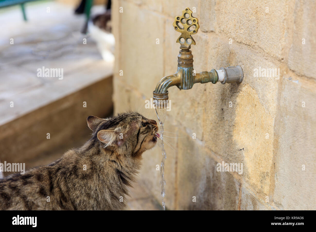 Cat colorful and thirsty is drinking water from a faucet. Blurred background. Close up view. Stock Photo