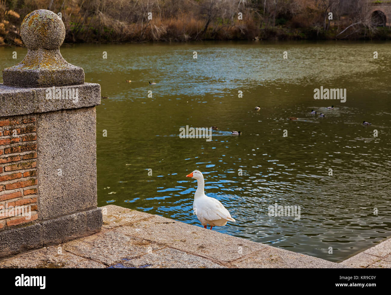 Ducks at River Tagus in Toledo. Spain. Stock Photo