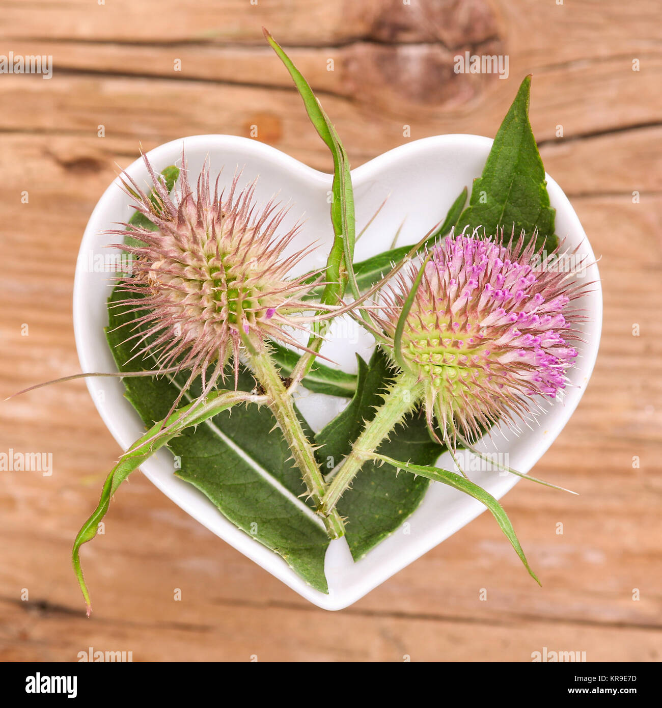 homeopathy and cooking with herbs,teasel Stock Photo