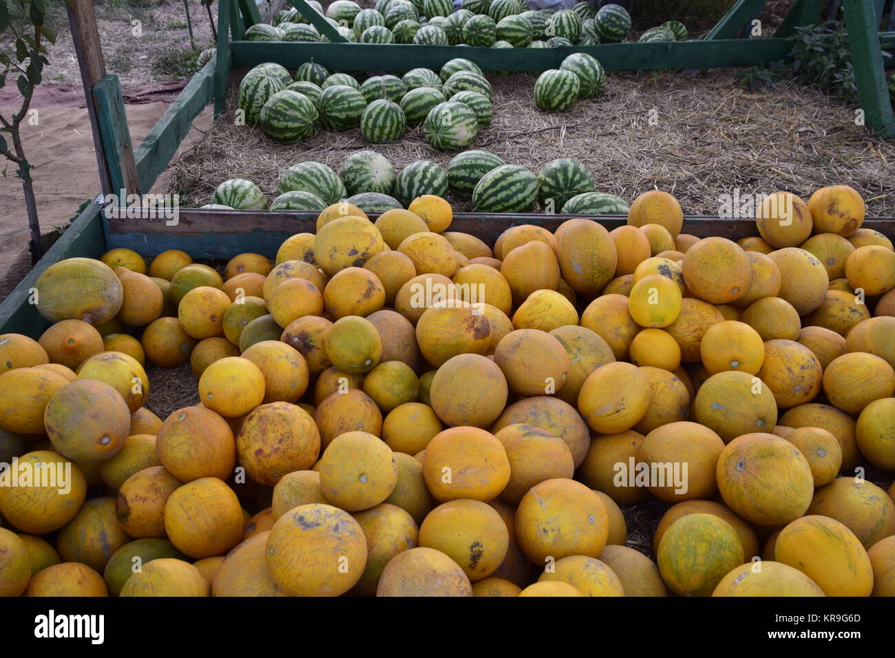 Collected in a pile of melons and watermelons Stock Photo Alamy