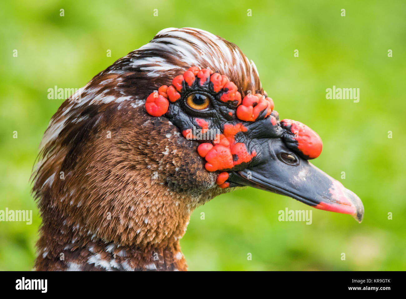 Angry duck Stock Photo