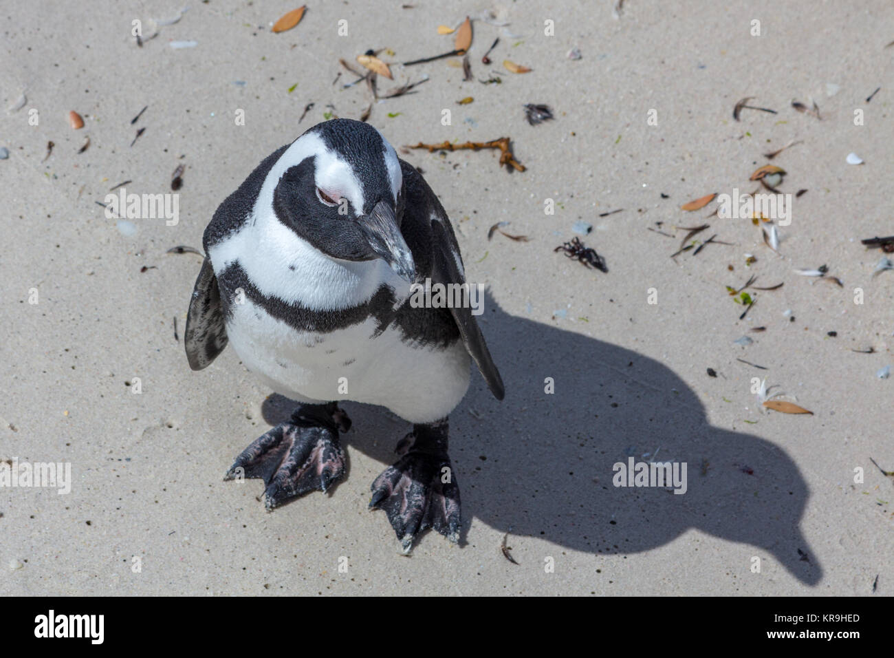 Me and my shadow.  African penguin, Cape Point, South Africa Stock Photo