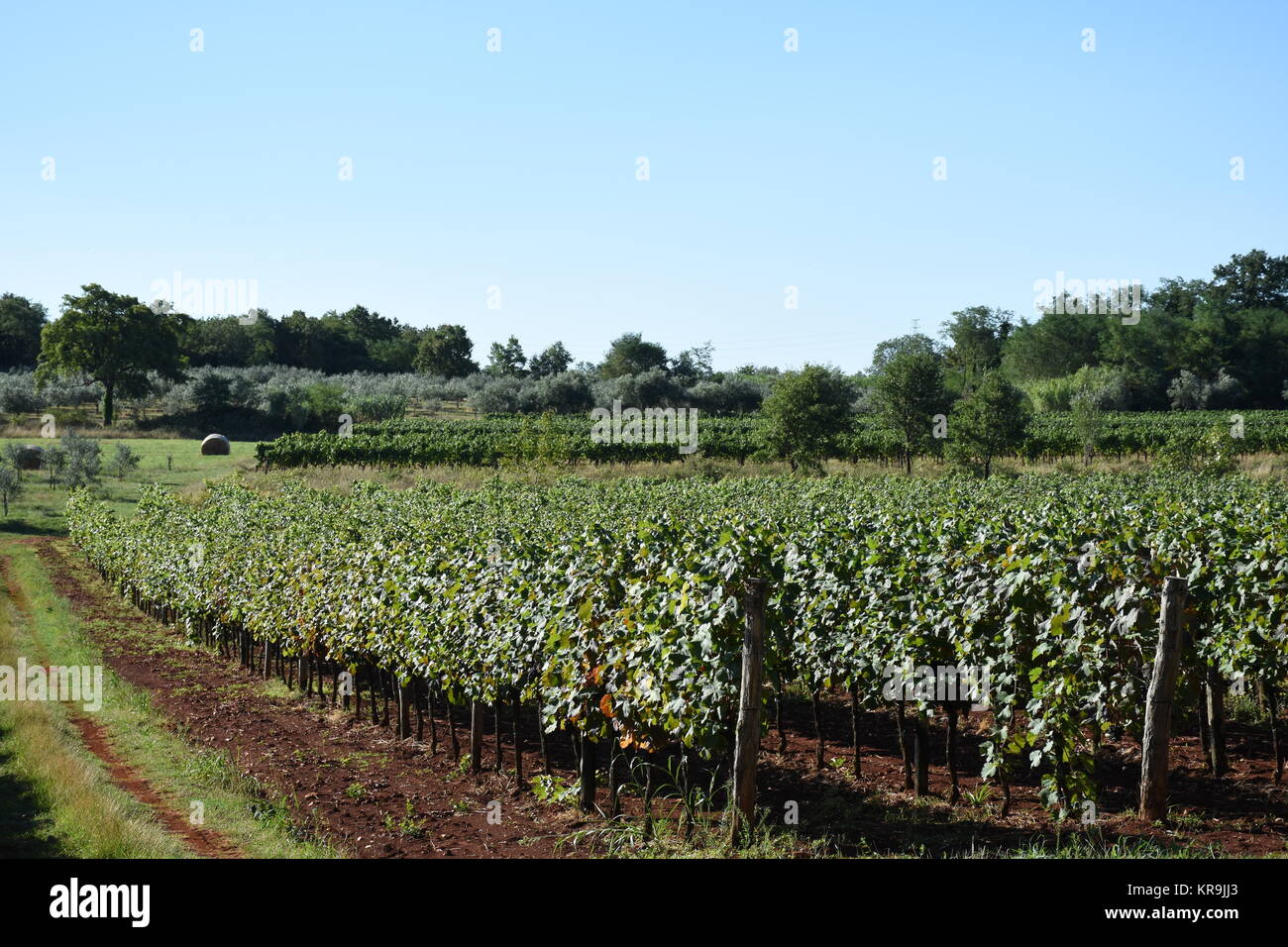 grapes,grapes,berries,wine,white wine,red wine,vines,tendrils Stock Photo