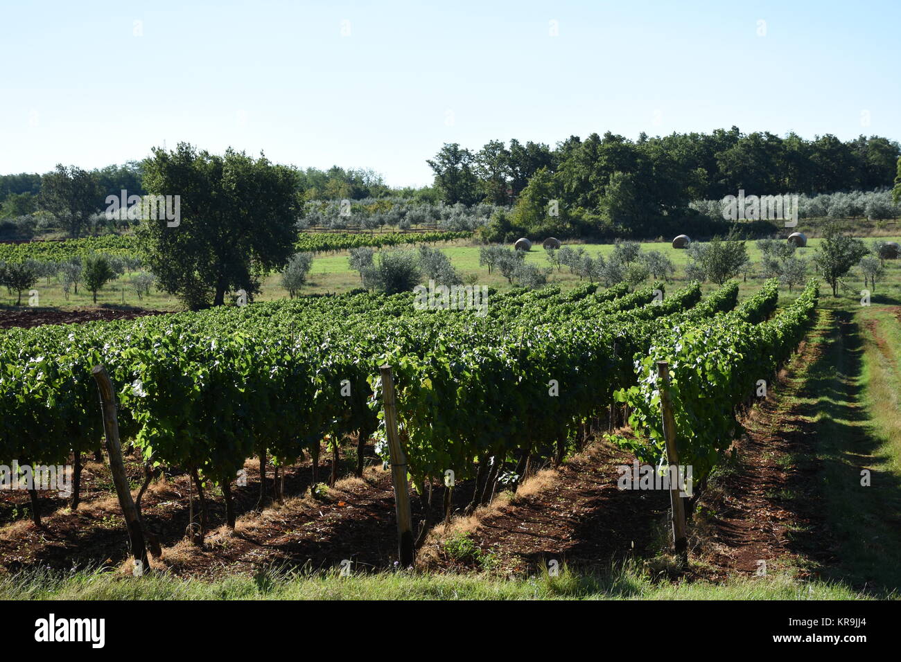 grapes,grapes,berries,wine,white wine,red wine,vines,tendrils Stock Photo