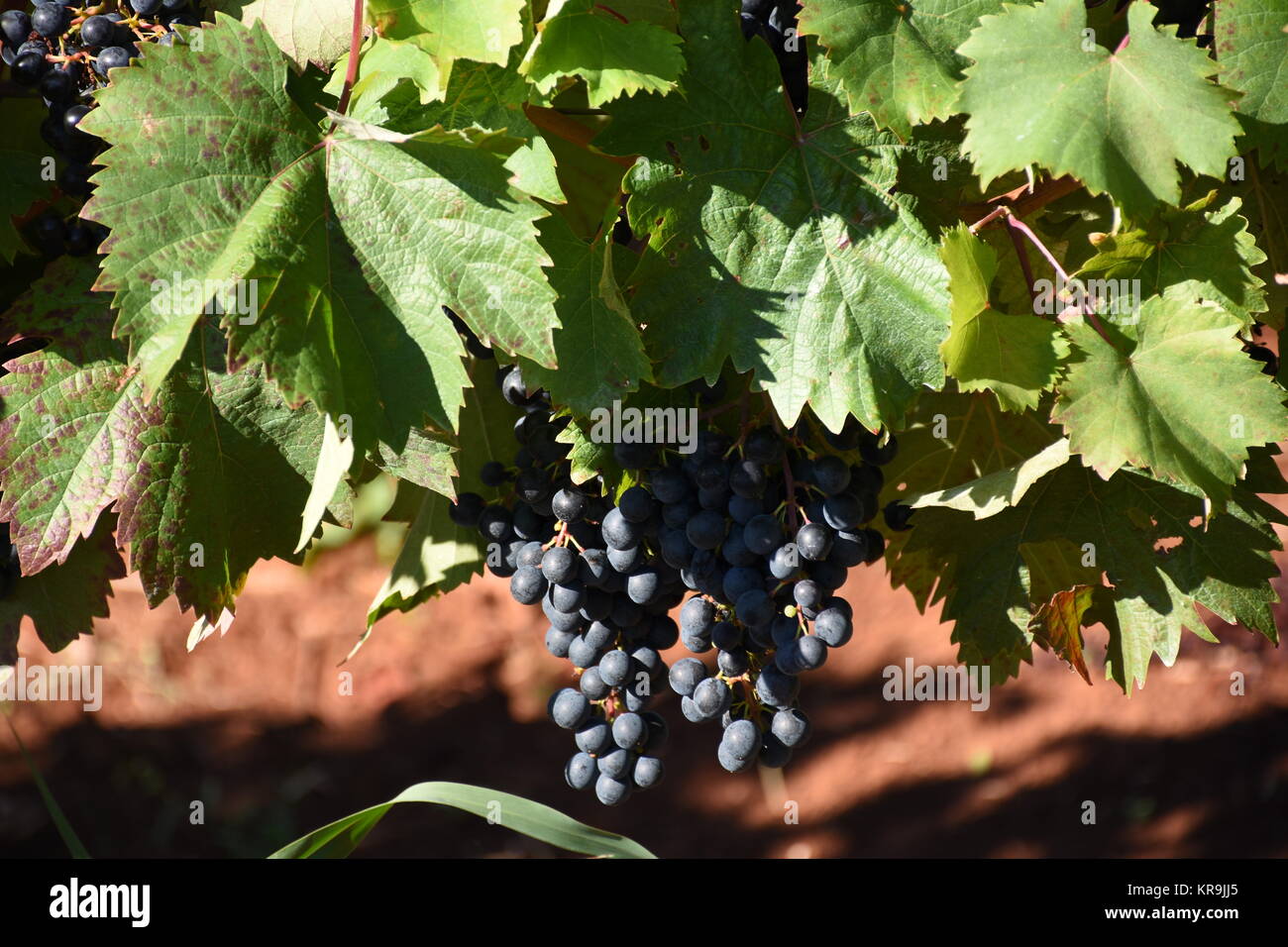 grapes,grapes,berries,wine,white wine,red wine,vines,tendrils Stock Photo