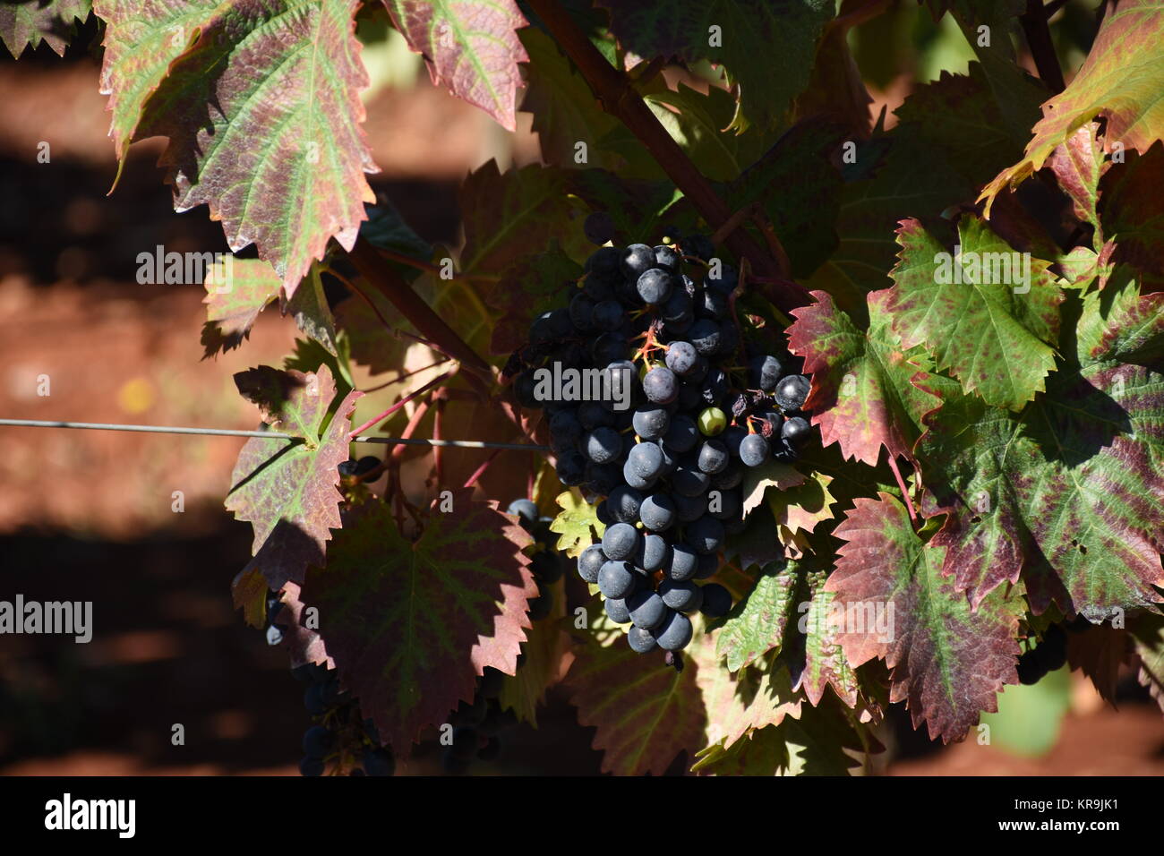 grapes,grapes,berries,wine,white wine,red wine,vines,tendrils Stock Photo
